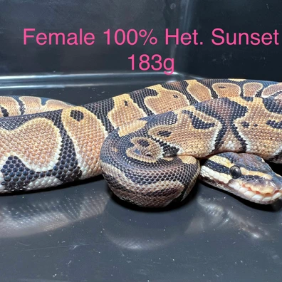 100% Het. Sunset Ball Python - female for sale from Silesia Reptiles