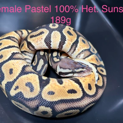 Pastel 100% Het. Sunset Ball Python - female for sale from Silesia Reptiles