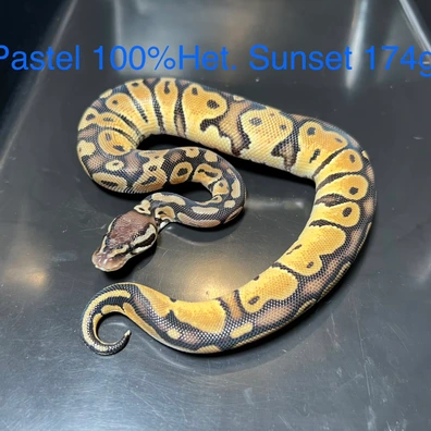 Pastel 100% Het. Sunset Ball Python - male for sale from Silesia Reptiles