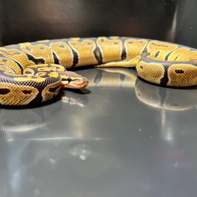 DH Sunset Clown Ball Python - male for sale from Silesia Reptiles