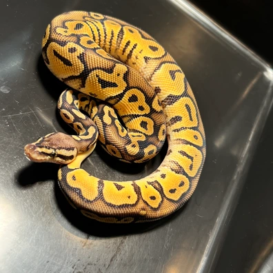 Pastel 100% DH Sunset Clown Ball Python - male for sale from Silesia Reptiles