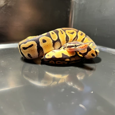 Pastel 100% DH Sunset Clown Ball Python - male for sale from Silesia Reptiles