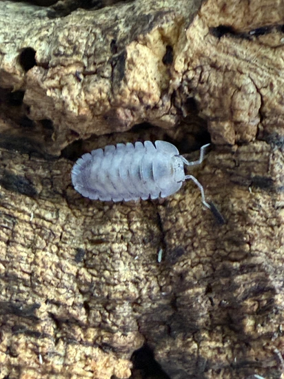 20ct “Purple Ghost” Cubaris Sp. Isopod by Raymond’s Rollies