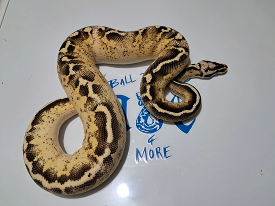 Pastel Leopard Freeway Ball Python by A&E Ball Pythons and More