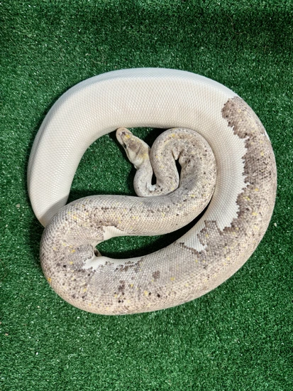 Pastel Champagne Gargoyle Ball Python by Garden of Eden Exotics