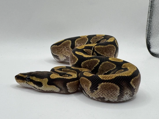 Calico Garden Fase Python Calico Het Clown Het Axanthic Ball Python by Garden of Eden Exotics