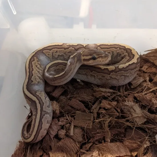 Sable Gypsy Kingpin Ball Python by Berserker BP
