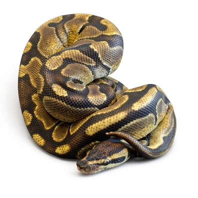 Enchi Pos Het. Pied, Pos. Het Albino Ball Python - female for sale from Fairytail Pythons