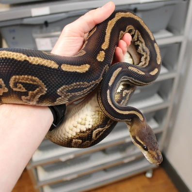 Black Head Black Pastel (Red Gene Ringer Gene) Het Hypo Ball Python - male for sale from VBmorphs