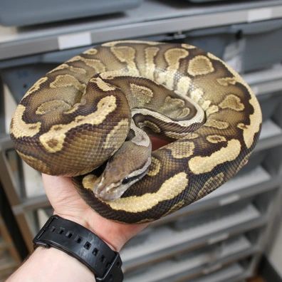 GHI Cinnamon Spotnose Het Clown Ball Python - male for sale from VBmorphs