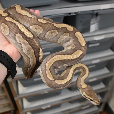 Mojave Redstripe Het Clown Ball Python - male for sale from VBmorphs