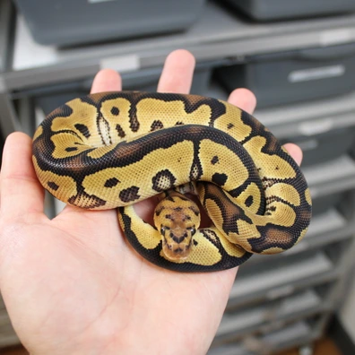 Clown Ball Python - male for sale from VBmorphs