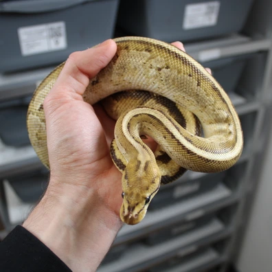 Spotnose Fire Bongo Het Clown Ball Python - female for sale from VBmorphs