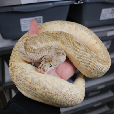 Freeway HGW Clown Ball Python - male for sale from VBmorphs