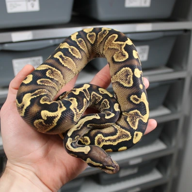 GHI Yellow Belly Lace Het Clown Ball Python - female for sale from VBmorphs