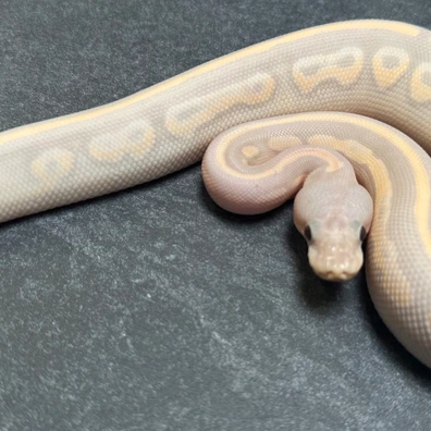 Banana Cinnamon Het Hypo Ball Python - female for sale from SnakesmorphsNL