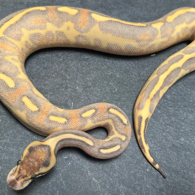 Leopard Highway Enchi Ball Python - female for sale from SnakesmorphsNL