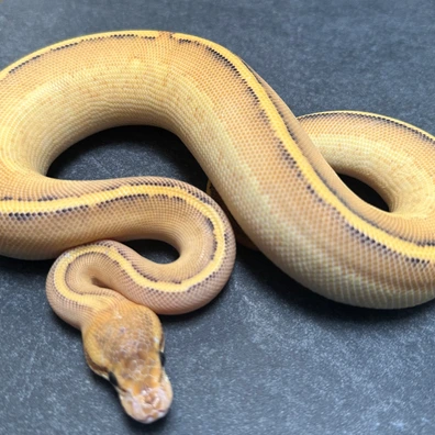 Highway Genetic Stripe Ball Python - female for sale from SnakesmorphsNL