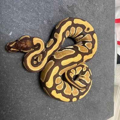 Monarch Het Desertghost Ball Python - female for sale from SnakesmorphsNL