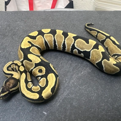 Desertghost Het Monarch Ball Python - male for sale from SnakesmorphsNL