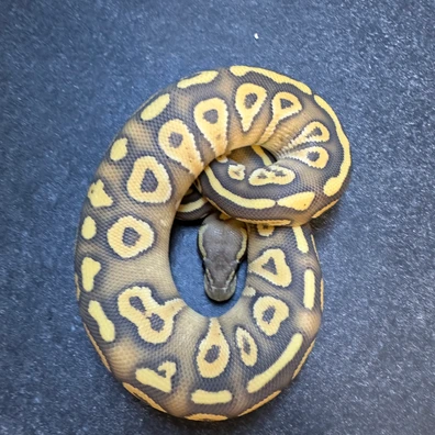Mojave Pastel Nr Mandarin Hypo Ball Python - unknown for sale from SnakesmorphsNL