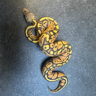 Nr Mandarin Pastel Ghost Ball Python - female for sale from SnakesmorphsNL
