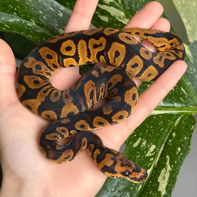 Confusion Orange Dream Clown