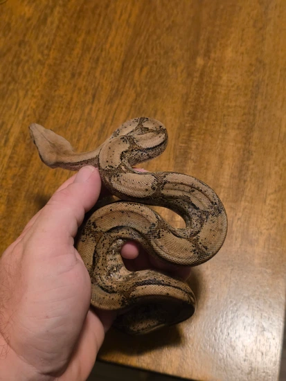 Fire Central American Boa Constrictor by Jessie's Pythons