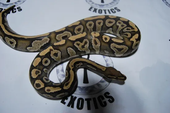 Mystic Or Special / Spector Or Yellowbelly Ball Python by Eternal Exotics