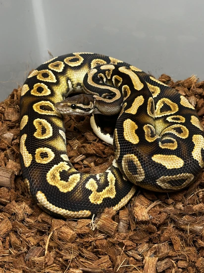 Wookie Black Pastel Yellow Belly Het Clown Ball Python by Clutch Bros ...