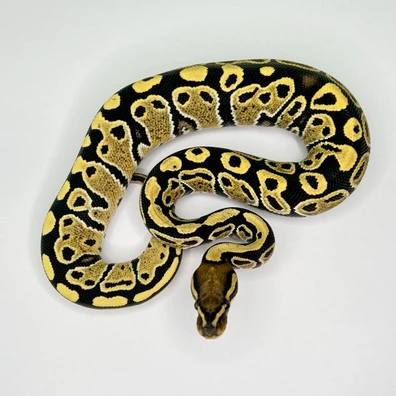 Hurricane (Split) Desert Ghost Ball Python - female for sale from Euphoria Ball Pythons