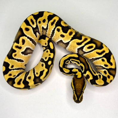 Hurricane Enchi Desert Ghost Het Lavender Ball Python - female for sale from Euphoria Ball Pythons