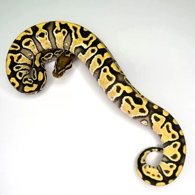 Hurricane Enchi Desert Ghost Ball Python - female for sale from Euphoria Ball Pythons