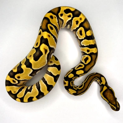 Hurricane Enchi Desert Ghost Het Clown Het Lavender Ball Python - female for sale from Euphoria Ball Pythons