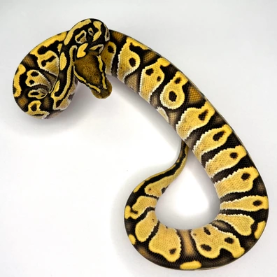 Hurricane Enchi Desert Ghost Het Lavender Ball Python - female for sale from Euphoria Ball Pythons