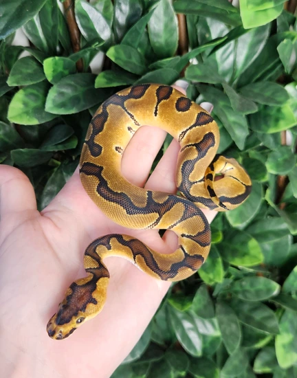 Enchi Clown Het Desert Ghost Ball Python by Eve's Temptations Royal Pythons