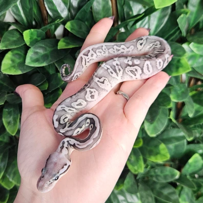 Black Pewter Triple Het Axanthic Desert Ghost Clown