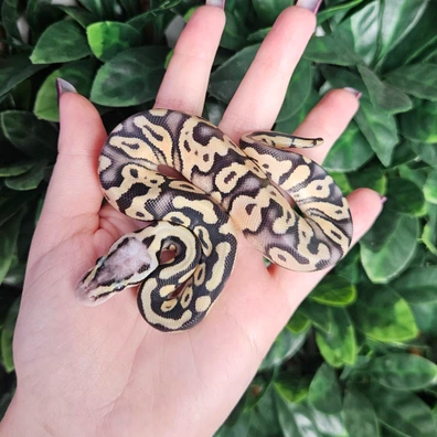 Super Pastel Triple Het Axanthic Desert Ghost Clown