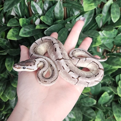 Enchi Pinstripe Axanthic 66% Het Desert Ghost