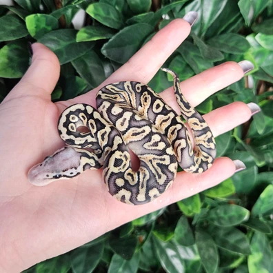 Super Pastel GHI Double Het Desert Ghost Clown 66% Het Axanthic