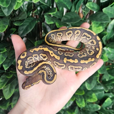 Mojave Orbit Het Hypo