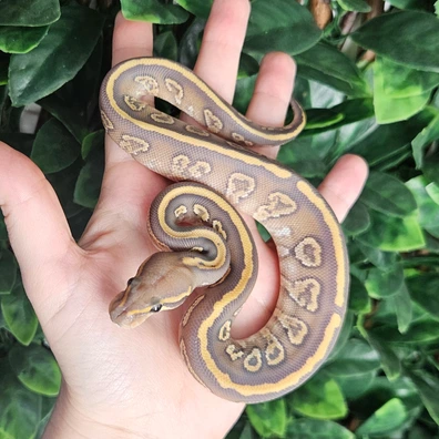 Mojave Orbit Hypo