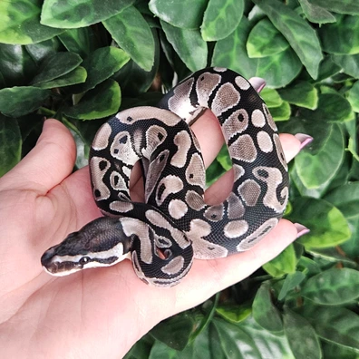 Axanthic 66% Het Desert Ghost