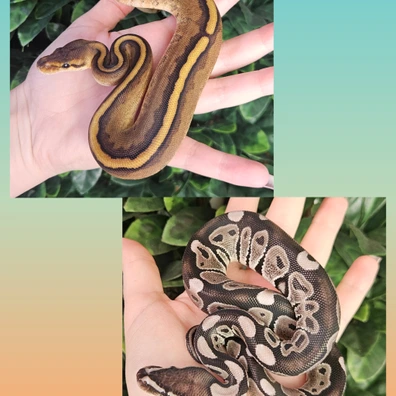Pair, Axanthic Het Genetic Stripe/Genetic Stripe Het Axanthic
