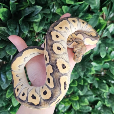 Black Pastel Desert Ghost Clown Ball Python - female for sale from Eve's Temptations Royal Pythons
