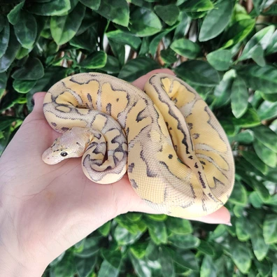 Super Pastel Desert Ghost Clown Het Axanthic