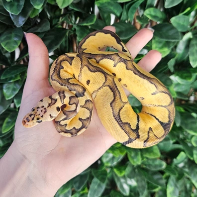 Pastel Clown Double Het TSK Axanthic Desert Ghost Ball Python - female for sale from Eve's Temptations Royal Pythons