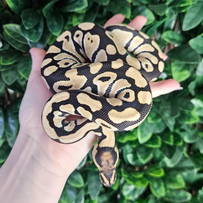 Desert Ghost Het Clown