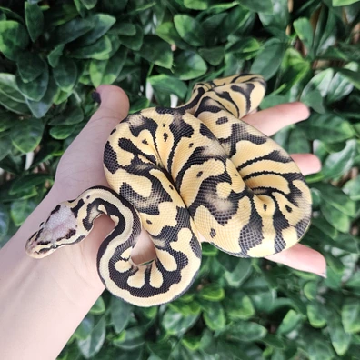 Super Pastel Desert Ghost Het Axanthic Ball Python - female for sale from Eve's Temptations Royal Pythons