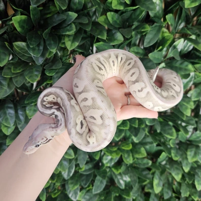 TSK Axanthic Desert Ghost Black Pewter Ball Python - male for sale from Eve's Temptations Royal Pythons